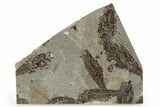 Fossil Fish (Knightia) Mortality Plate - Wyoming #257108-1
